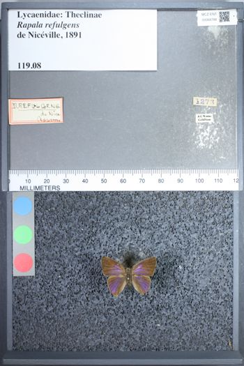 Media type: image;   Entomology 68788